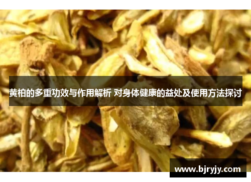 黄柏的多重功效与作用解析 对身体健康的益处及使用方法探讨